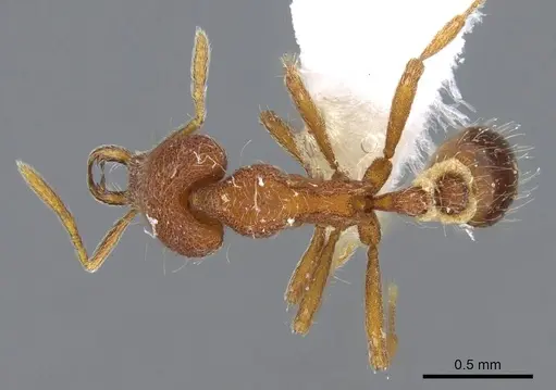 Strumigenys lebratyx specimen CASENT0914840 image casent0914840_1
