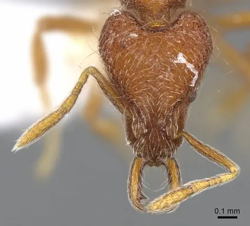 Strumigenys lebratyx specimen CASENT0914840 image casent0914840_2