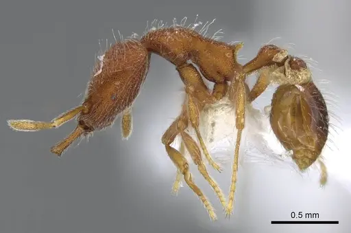 Strumigenys lebratyx specimen CASENT0914840 image casent0914840_3