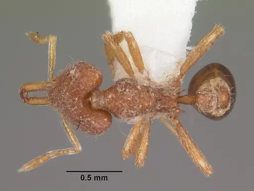 Strumigenys leptodeira specimen CASENT0102614 image casent0102614_1