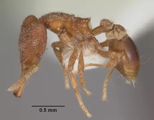 Strumigenys leptodeira specimen CASENT0102614 image casent0102614_3