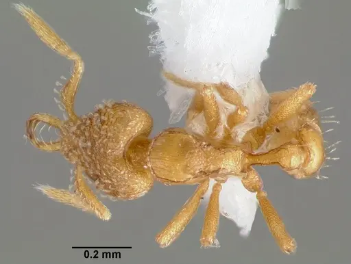 Strumigenys levana specimen CASENT0005569 image casent0005569_1