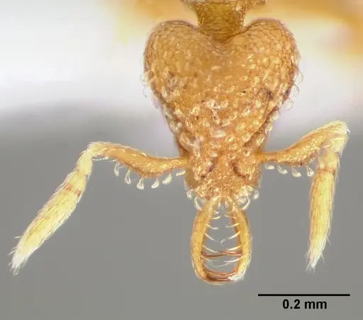 Strumigenys levana specimen CASENT0005569 image casent0005569_2