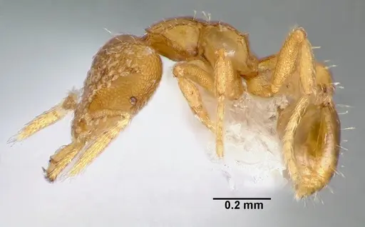Strumigenys levana specimen CASENT0005569 image casent0005569_3
