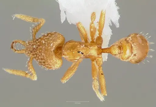 Strumigenys levana specimen CASENT0005570 image casent0005570_1