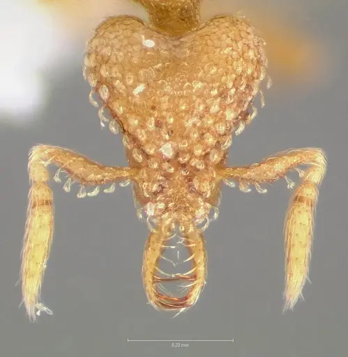 Strumigenys levana specimen CASENT0005570 image casent0005570_2
