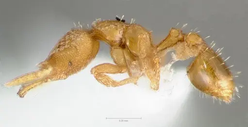 Strumigenys levana specimen CASENT0005570 image casent0005570_3