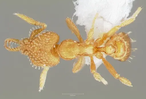 Strumigenys levana specimen CASENT0005571 image casent0005571_1