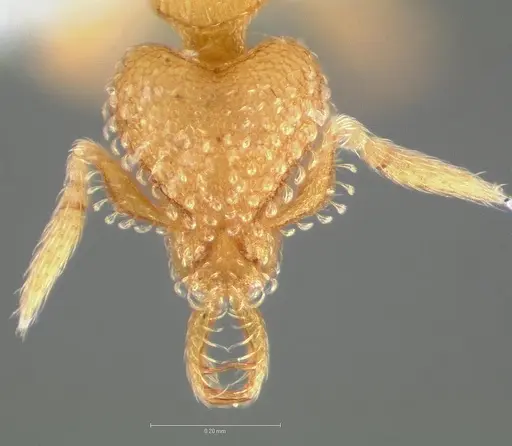 Strumigenys levana specimen CASENT0005571 image casent0005571_2