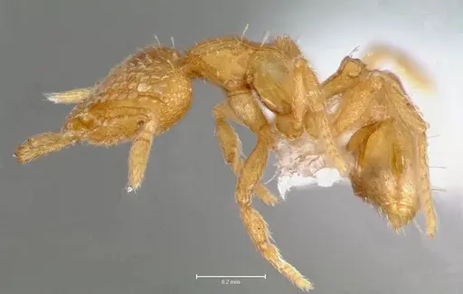 Strumigenys levana specimen CASENT0005571 image casent0005571_3