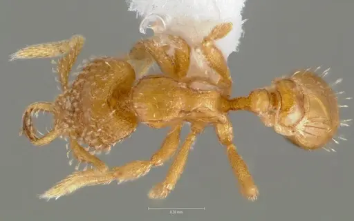 Strumigenys levana specimen CASENT0005572 image casent0005572_1