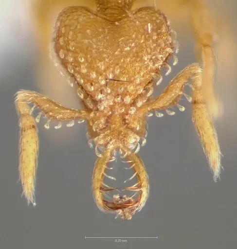 Strumigenys levana specimen CASENT0005572 image casent0005572_2