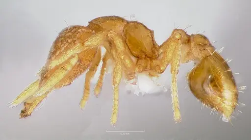 Strumigenys levana specimen CASENT0005572 image casent0005572_3