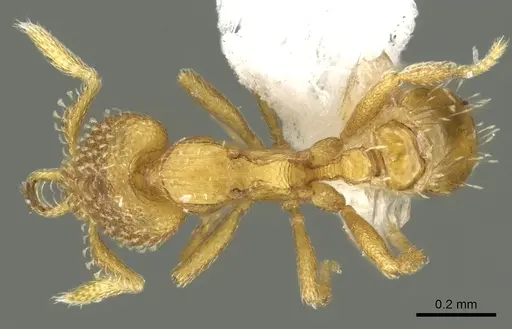 Strumigenys levana specimen CASENT0900682 image casent0900682_1