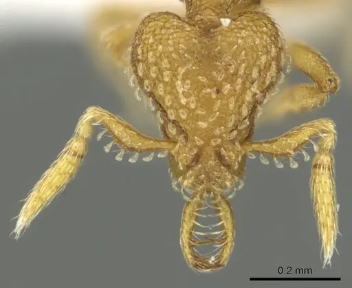 Strumigenys levana specimen CASENT0900682 image casent0900682_2