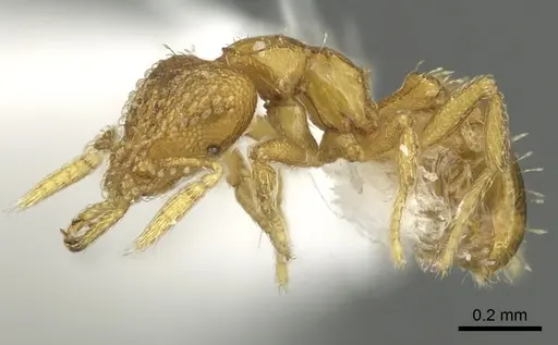 Strumigenys levana specimen CASENT0900682 image casent0900682_3