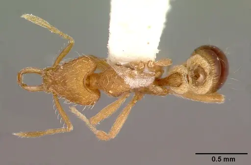 Strumigenys lewisi specimen CASENT0010646 image casent0010646_1
