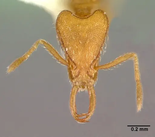 Strumigenys lewisi specimen CASENT0010646 image casent0010646_2