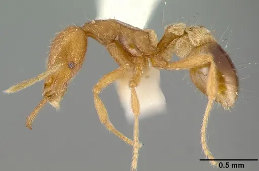 Strumigenys lewisi specimen CASENT0010646 image casent0010646_3