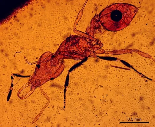 Strumigenys lewisi specimen CASENT0906000 image casent0906000_1