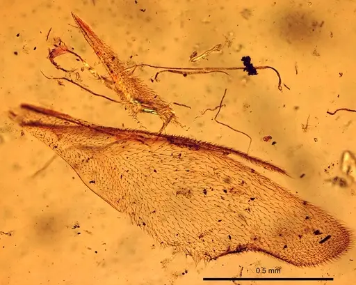 Strumigenys lewisi specimen CASENT0906000 image casent0906000_2