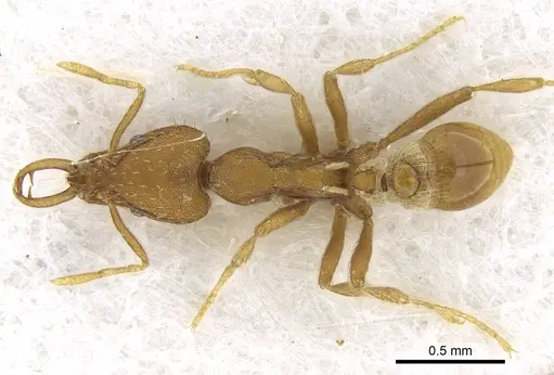 Strumigenys lewisi specimen CASENT0914841 image casent0914841_1
