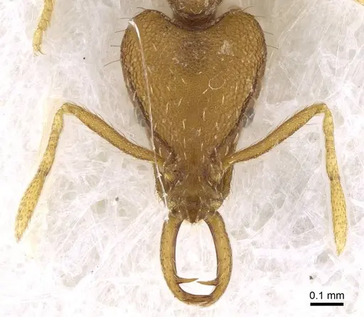 Strumigenys lewisi specimen CASENT0914841 image casent0914841_2
