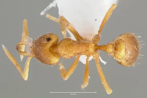 Strumigenys lexex specimen CASENT0005573 image casent0005573_1