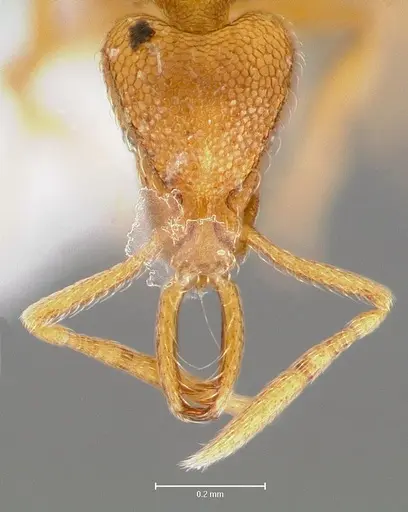 Strumigenys lexex specimen CASENT0005573 image casent0005573_2