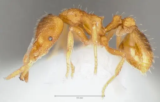 Strumigenys lexex specimen CASENT0005573 image casent0005573_3