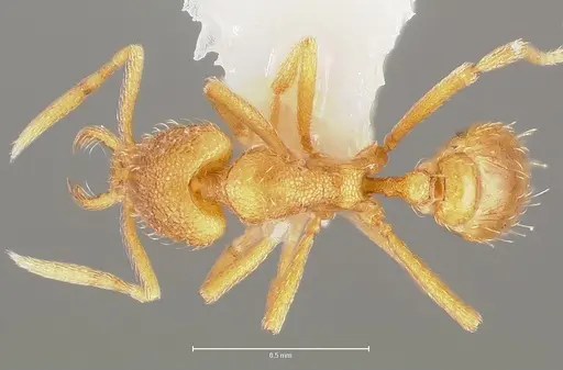 Strumigenys lexex specimen CASENT0005574 image casent0005574_1