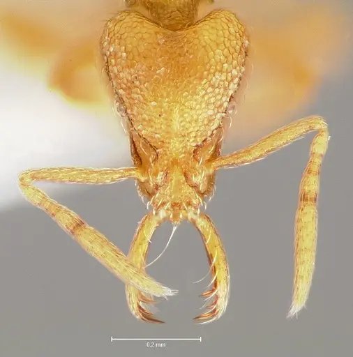 Strumigenys lexex specimen CASENT0005574 image casent0005574_2