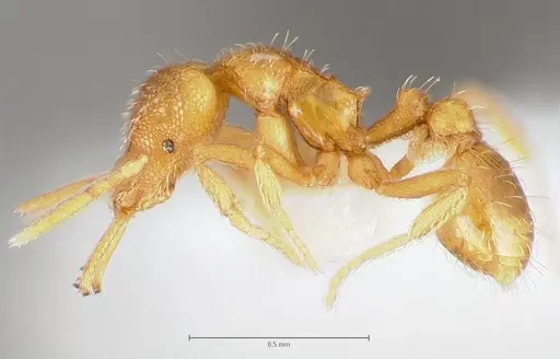 Strumigenys lexex specimen CASENT0005574 image casent0005574_3