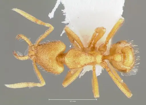 Strumigenys lexex specimen CASENT0005575 image casent0005575_1