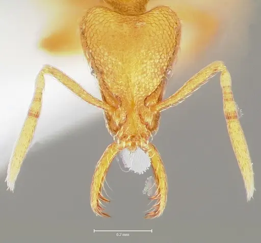 Strumigenys lexex specimen CASENT0005575 image casent0005575_2