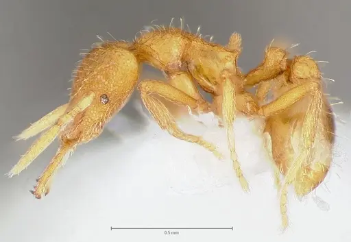 Strumigenys lexex specimen CASENT0005575 image casent0005575_3