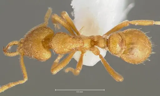 Strumigenys lexex specimen CASENT0005576 image casent0005576_1