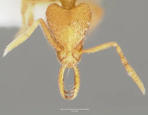 Strumigenys lexex specimen CASENT0005576 image casent0005576_2