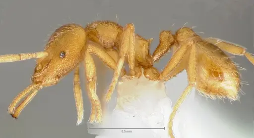 Strumigenys lexex specimen CASENT0005576 image casent0005576_3