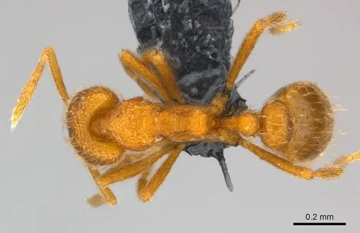 Strumigenys lexex specimen CASENT0153635 image casent0153635_1