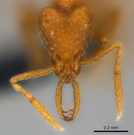 Strumigenys lexex specimen CASENT0153635 image casent0153635_2