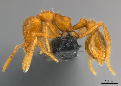 Strumigenys lexex specimen CASENT0153635 image casent0153635_3