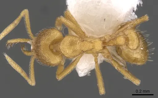 Strumigenys lexex specimen CASENT0900727 image casent0900727_1