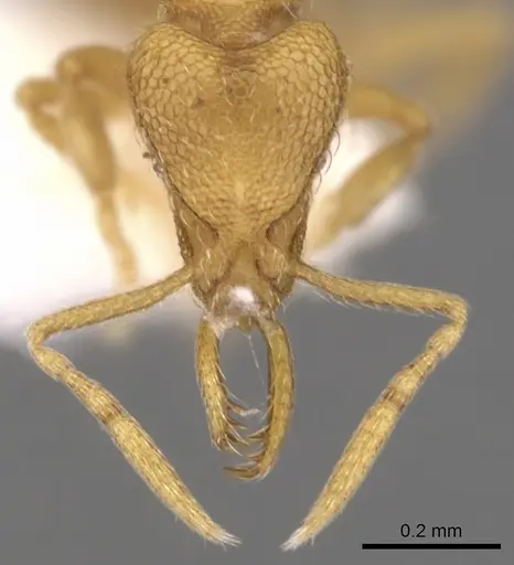 Strumigenys lexex specimen CASENT0900727 image casent0900727_2