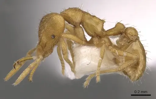 Strumigenys lexex specimen CASENT0900727 image casent0900727_3