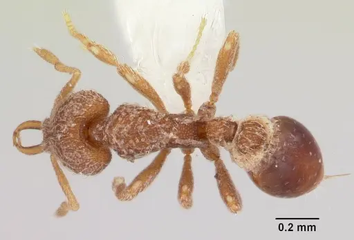 Strumigenys ligur specimen CASENT0102669 image casent0102669_1