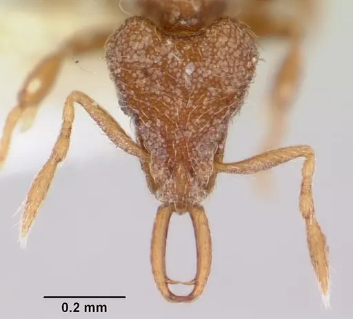 Strumigenys ligur specimen CASENT0102669 image casent0102669_2