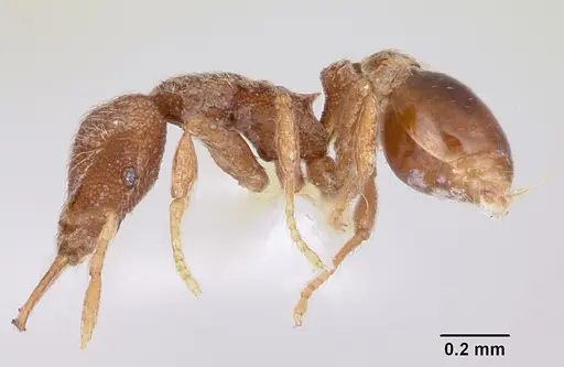 Strumigenys ligur specimen CASENT0102669 image casent0102669_3