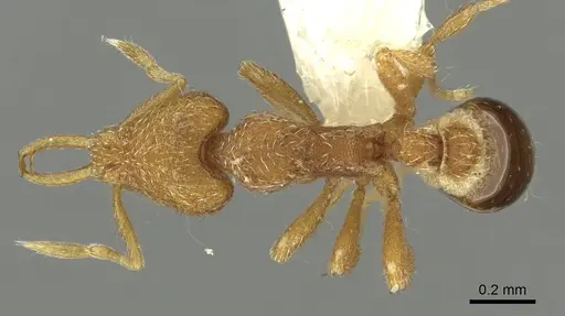 Strumigenys ligur specimen CASENT0900851 image casent0900851_1