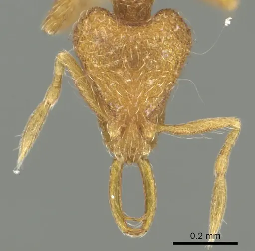Strumigenys ligur specimen CASENT0900851 image casent0900851_2